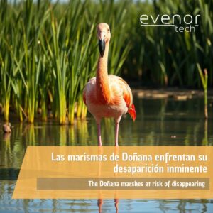 Las marismas de Doñana enfrentan su desaparición inminente